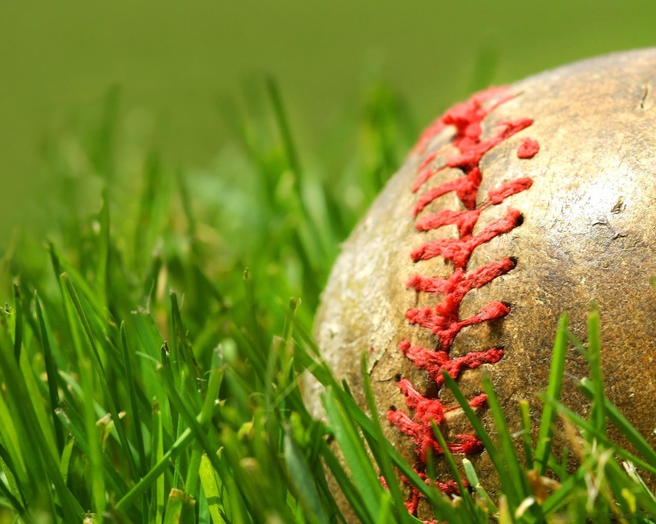 Обои трава, зелёный, мяч, шов, бейсбольный мяч, grass, green, the ball, seam, baseball разрешение 2560x1600 Загрузить