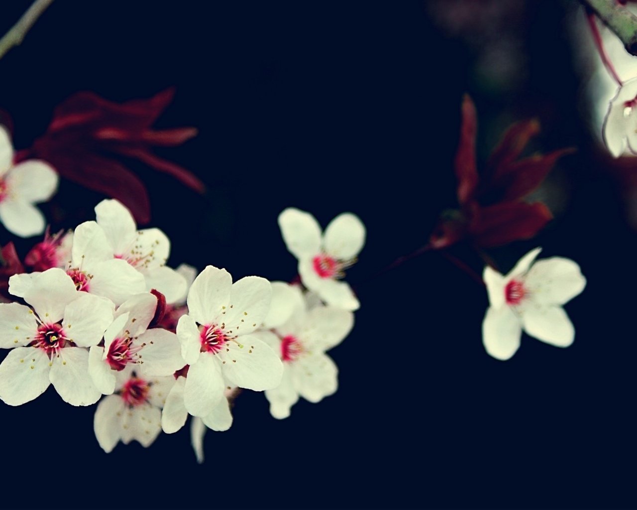 Обои цветы, ветка, вишня, сакура, белые, flowers, branch, cherry, sakura, white разрешение 1920x1200 Загрузить