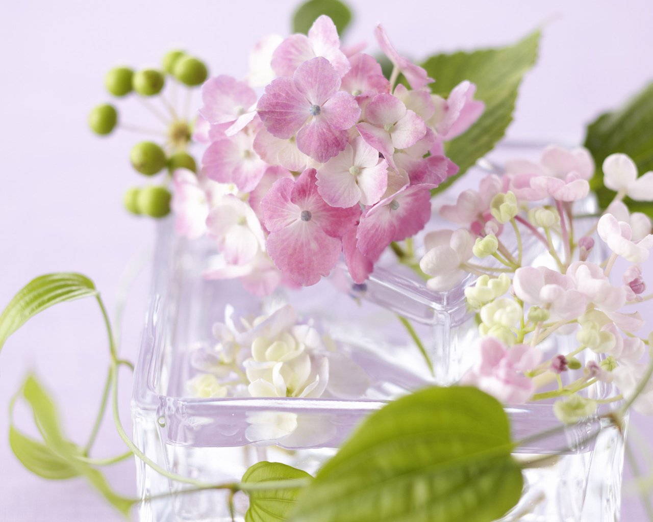 Обои цветы, листья, лепестки, стекло, ваза, flowers, leaves, petals, glass, vase разрешение 2560x1600 Загрузить
