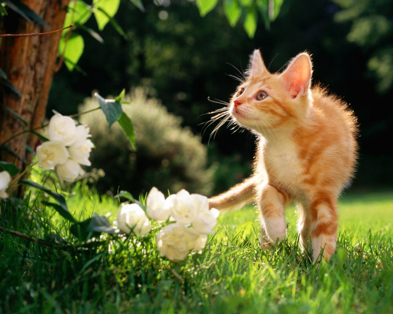 Обои цветы, рыжий котяра, травка, flowers, a ginger cat, weed разрешение 1920x1200 Загрузить