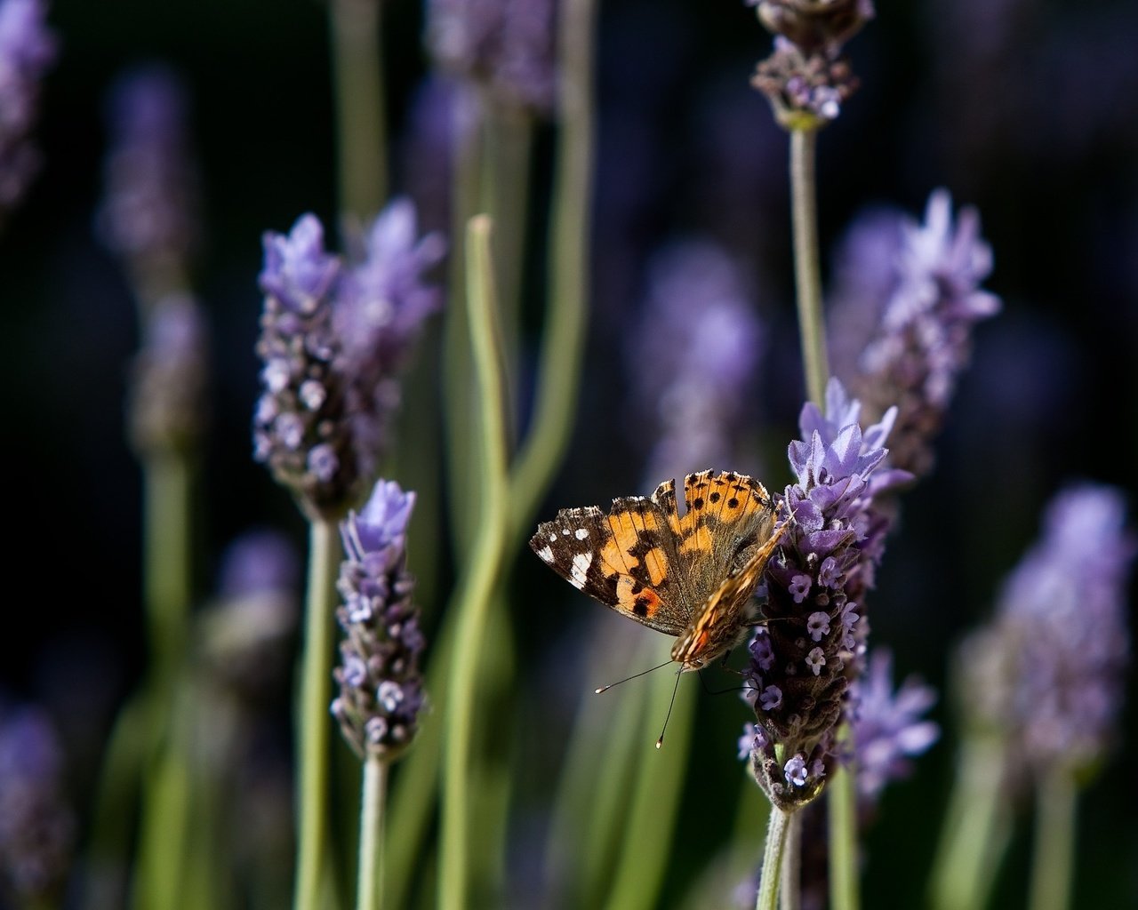 Обои цветы, природа, лаванда, бабочка, flowers, nature, lavender, butterfly разрешение 1920x1200 Загрузить