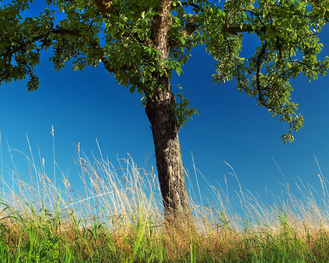 Обои трава, деревья, природа, дерево, обои, фото, grass, trees, nature, tree, wallpaper, photo разрешение 2560x1600 Загрузить