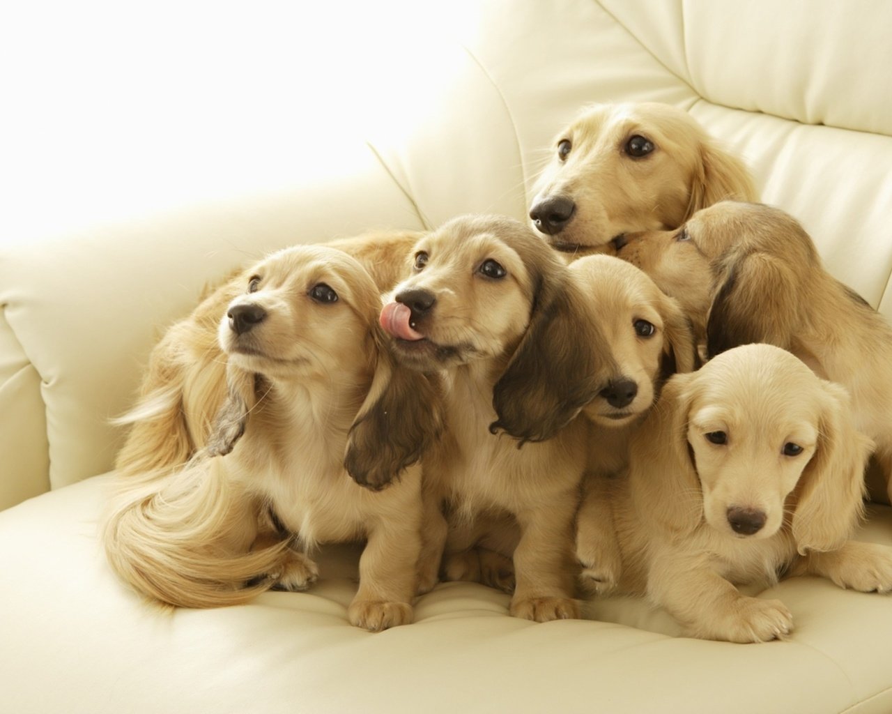 Обои щенки, язык, диван, собаки.щенки, puppies, language, sofa, dog.puppies разрешение 1920x1350 Загрузить