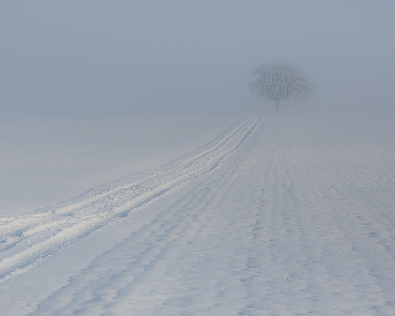 Обои дерево, зима, туман, след, tree, winter, fog, trail разрешение 1920x1252 Загрузить