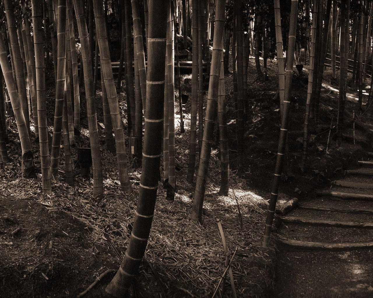 Обои лес, ступеньки, стволы, бамбук, сепия, forest, steps, trunks, bamboo, sepia разрешение 1920x1200 Загрузить