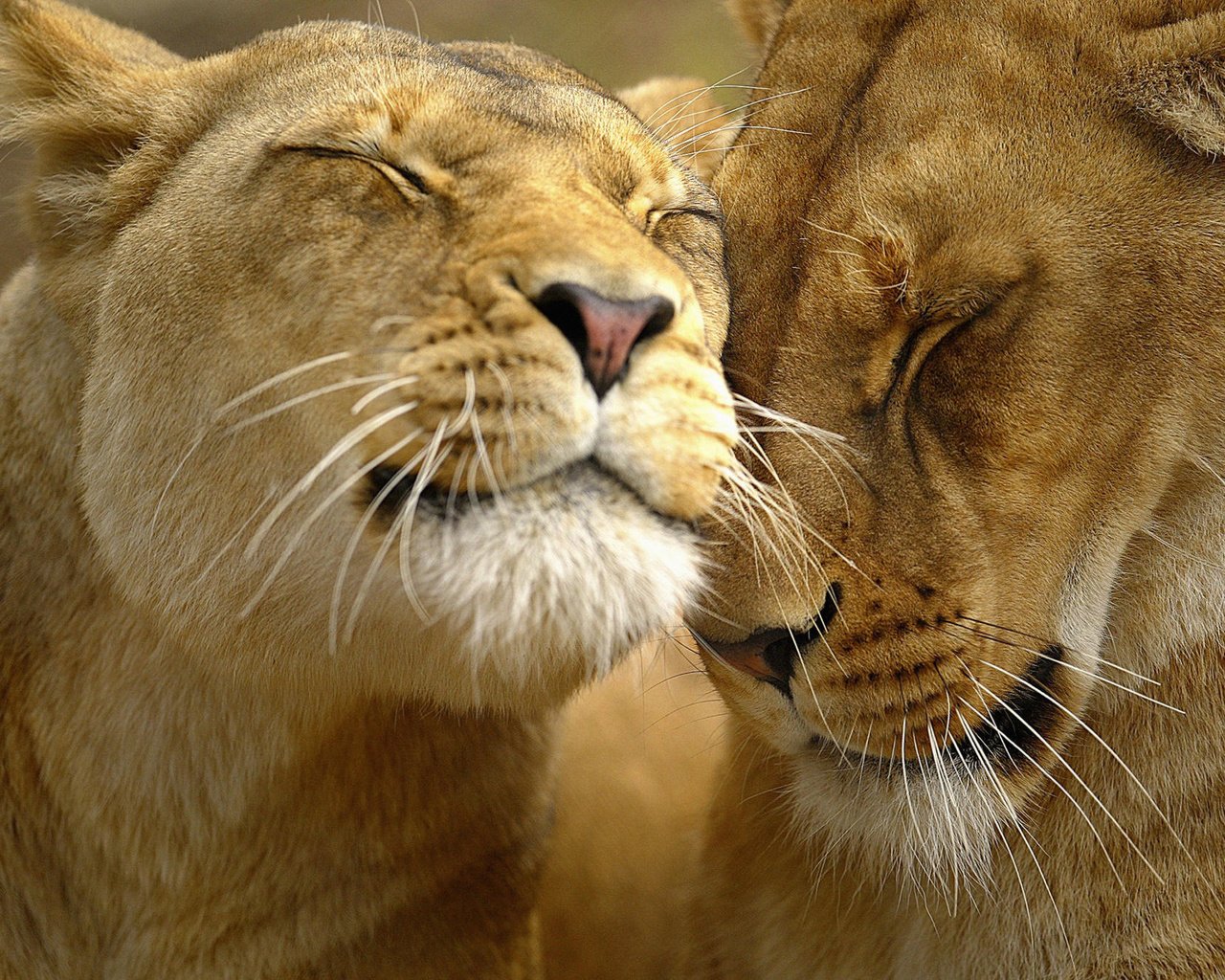 Обои морда, львы, лев, ласки, львица, face, lions, leo, affection, lioness разрешение 2000x1333 Загрузить