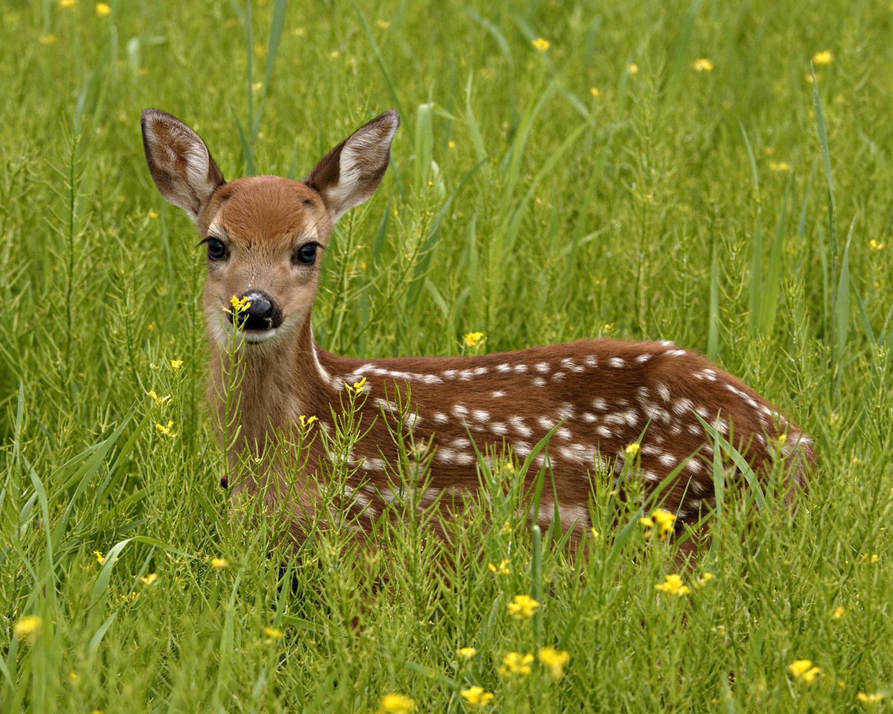 Обои трава, зелень, олень, взгляд, grass, greens, deer, look разрешение 1920x1200 Загрузить