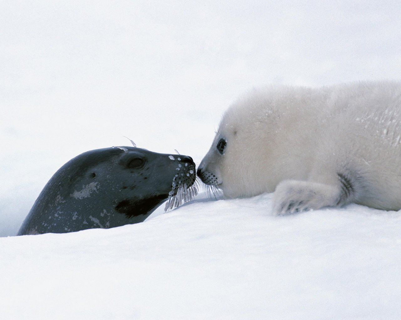 Обои снег, тюлень, детские, детеныш, белёк, арктика. тюлень, snow, seal, baby, cub, belek, arctic. seal разрешение 1920x1200 Загрузить