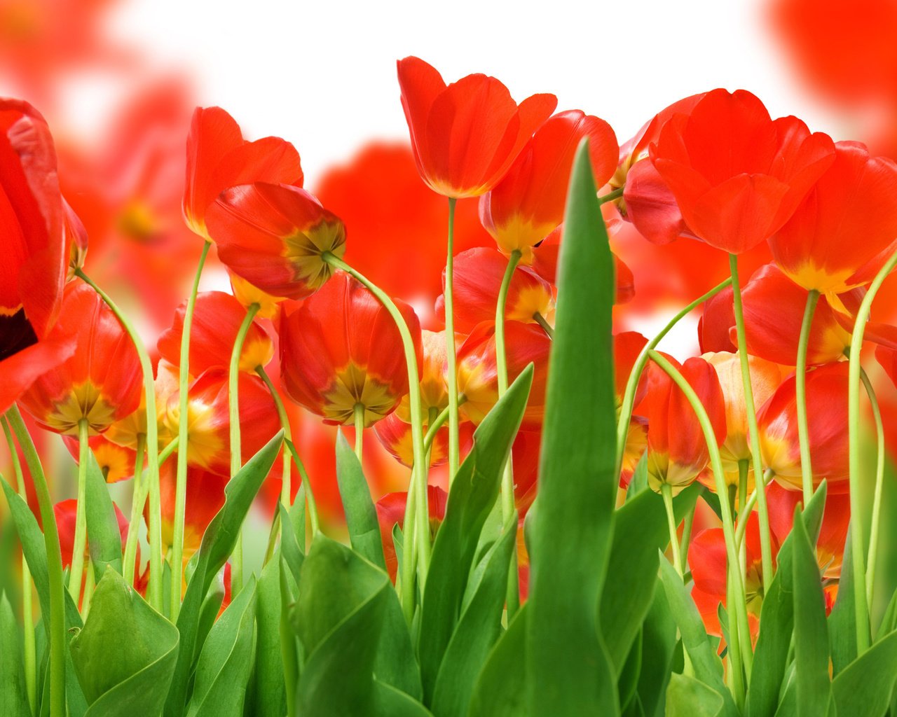 Обои зелень, поле, красных, тюльпанов, greens, field, red, tulips разрешение 2560x1600 Загрузить