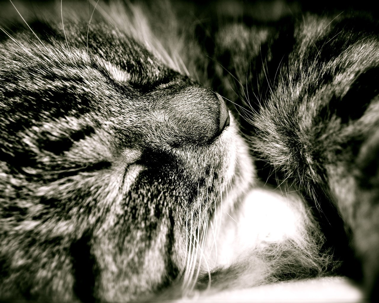 Обои кот, пушистый, сладкий сон, cat, fluffy, sweet dream разрешение 4288x2848 Загрузить