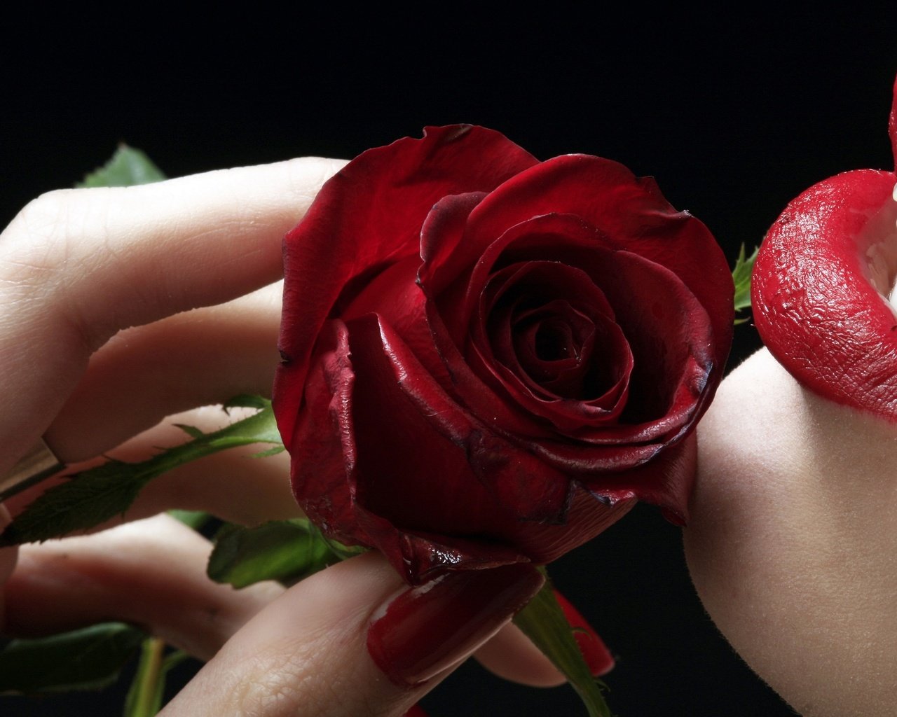 Обои роза, губы, пальцы, rose, lips, fingers разрешение 2560x1600 Загрузить