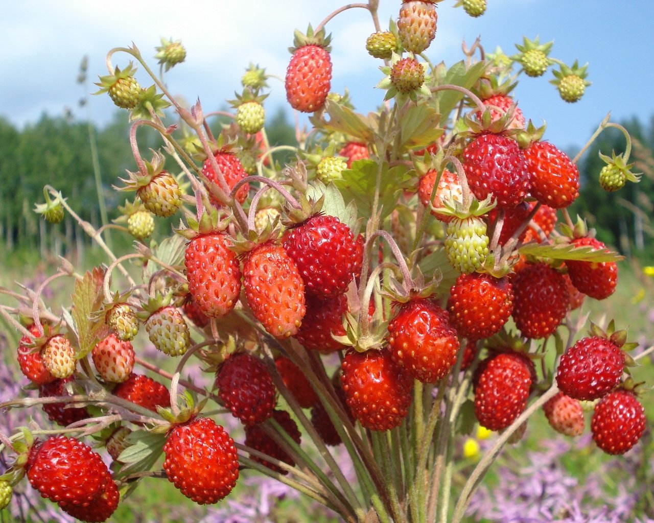Обои обои, ягоды, букетик, земляника, wallpaper, berries, a bunch, strawberries разрешение 2048x1536 Загрузить