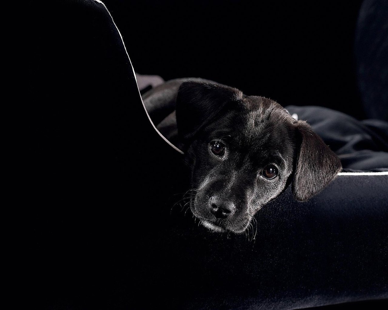 Обои морда, смотрит, черный, щенок, пес, диван, face, looks, black, puppy, dog, sofa разрешение 1920x1200 Загрузить