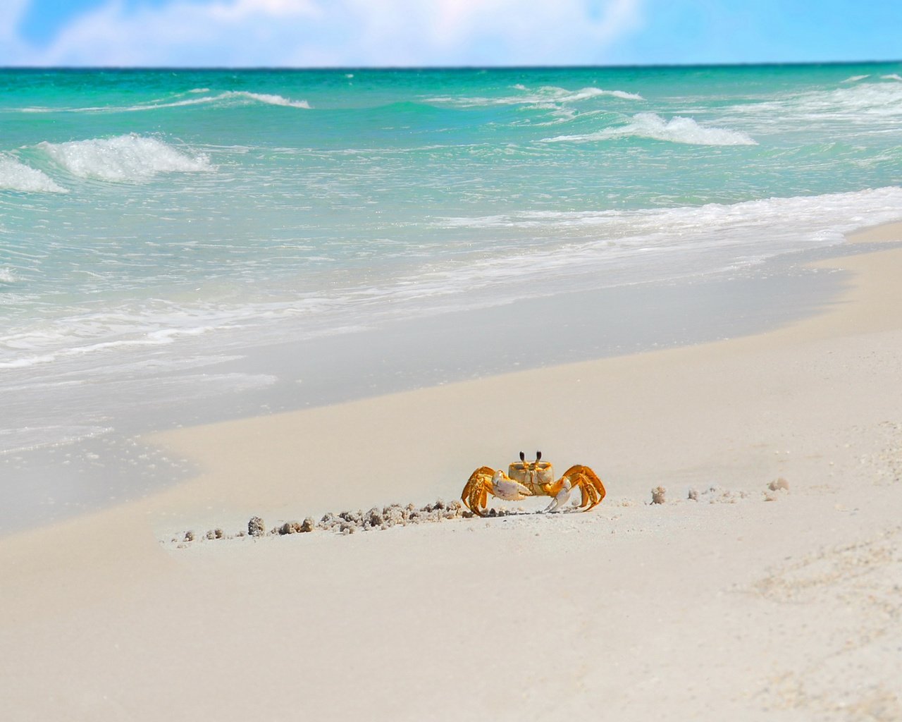 Обои море, песок, прибой, краб, sea, sand, surf, crab разрешение 1920x1200 Загрузить