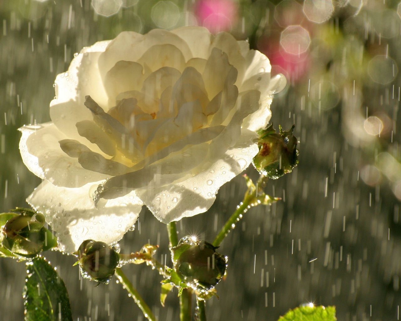 Обои бутоны, цветок, капли, роза, лепестки, блики, дождь, чайная, buds, flower, drops, rose, petals, glare, rain, tea разрешение 2560x1600 Загрузить