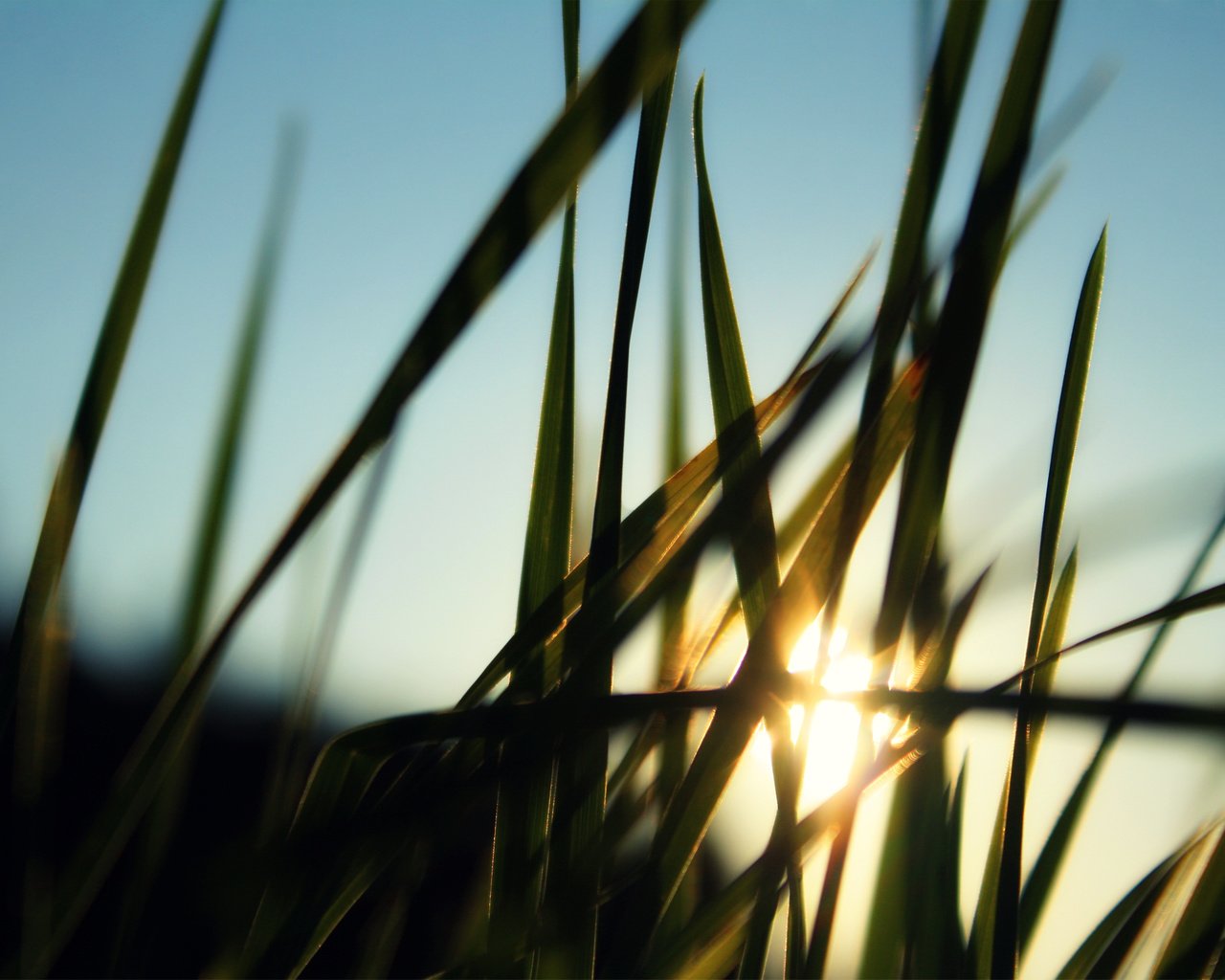 Обои трава, солнце, лучи, размытость, grass, the sun, rays, blur разрешение 2560x1600 Загрузить