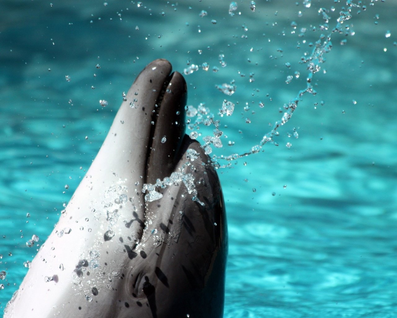 Обои вода, брызги, дельфин, water, squirt, dolphin разрешение 2560x1600 Загрузить