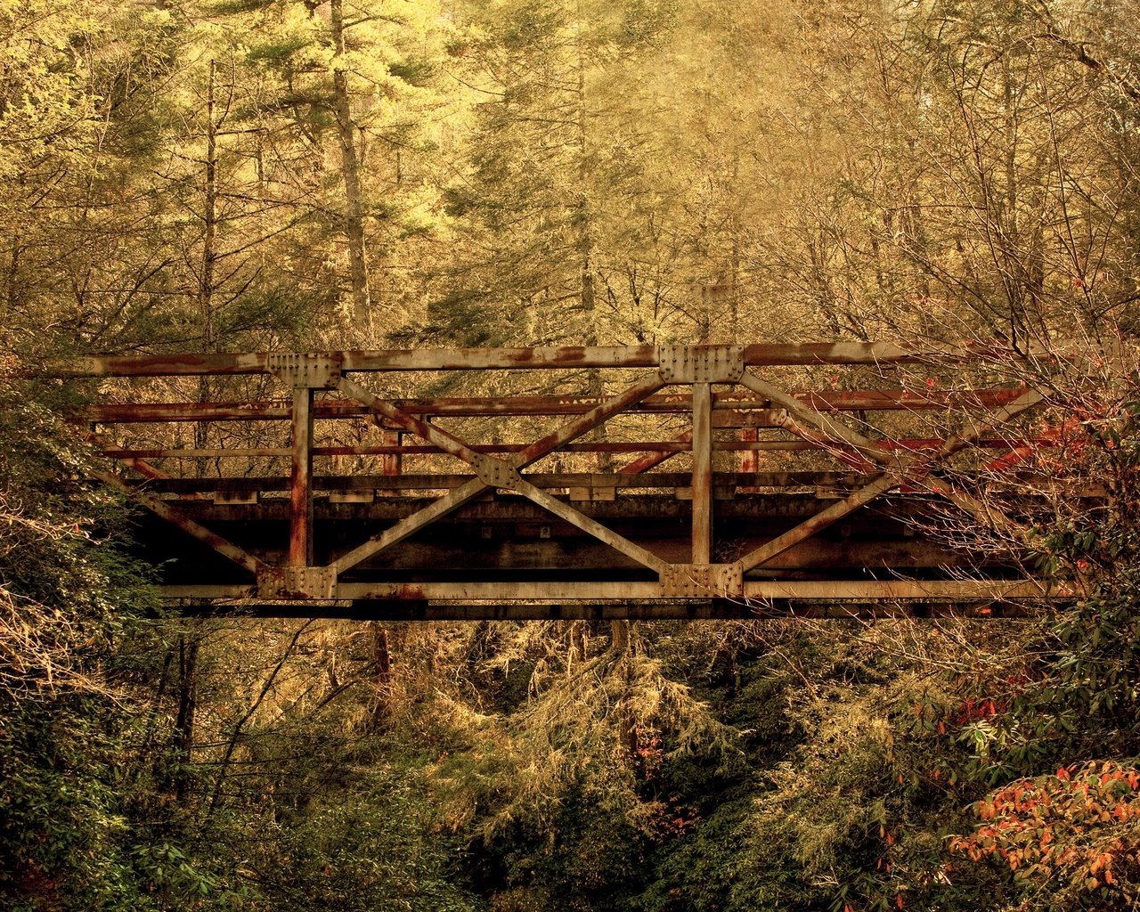 Обои лес, листья, мост, осень, южная каролина, forest, leaves, bridge, autumn, south carolina разрешение 2560x1600 Загрузить