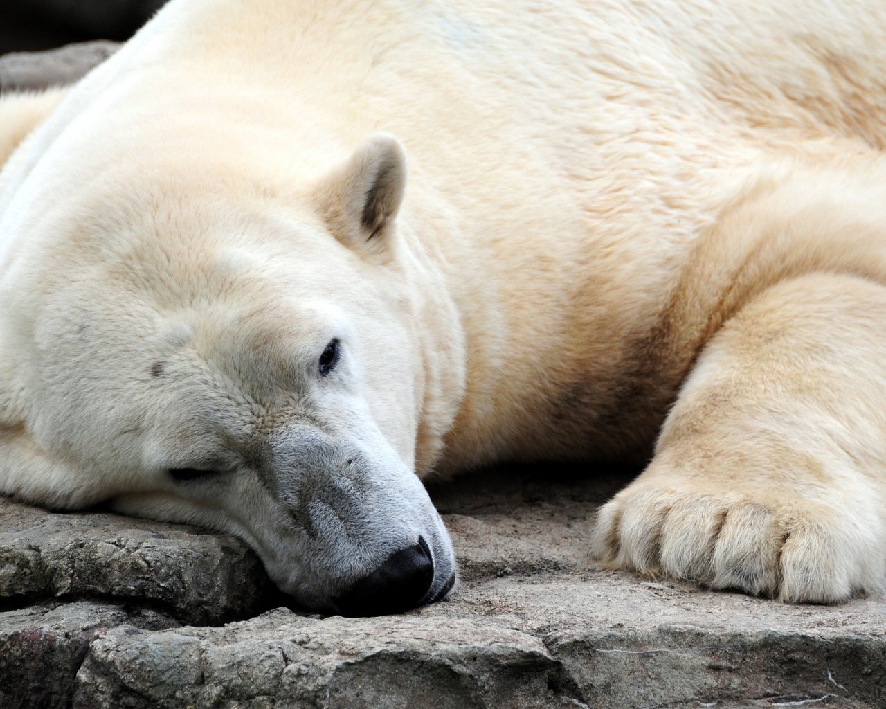 Обои медведь, белый медведь, bear, polar bear разрешение 2560x1600 Загрузить