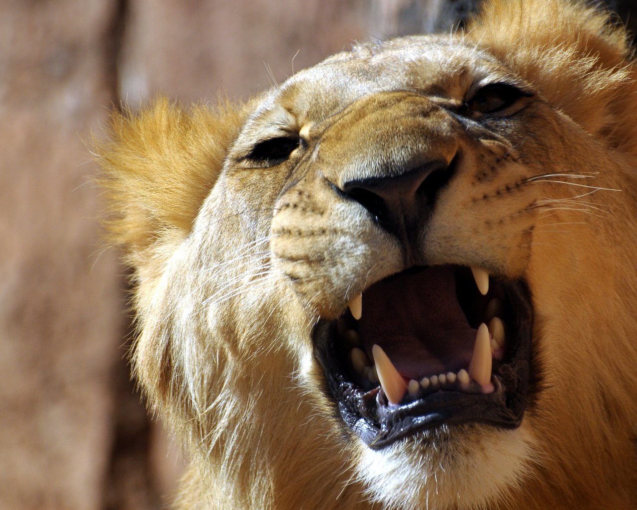 Обои клыки, лев, львица, fangs, leo, lioness разрешение 2560x1920 Загрузить