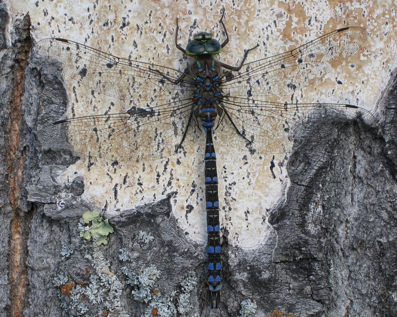 Обои дерево, насекомое, крылья, стрекоза, кора, tree, insect, wings, dragonfly, bark разрешение 2560x1600 Загрузить