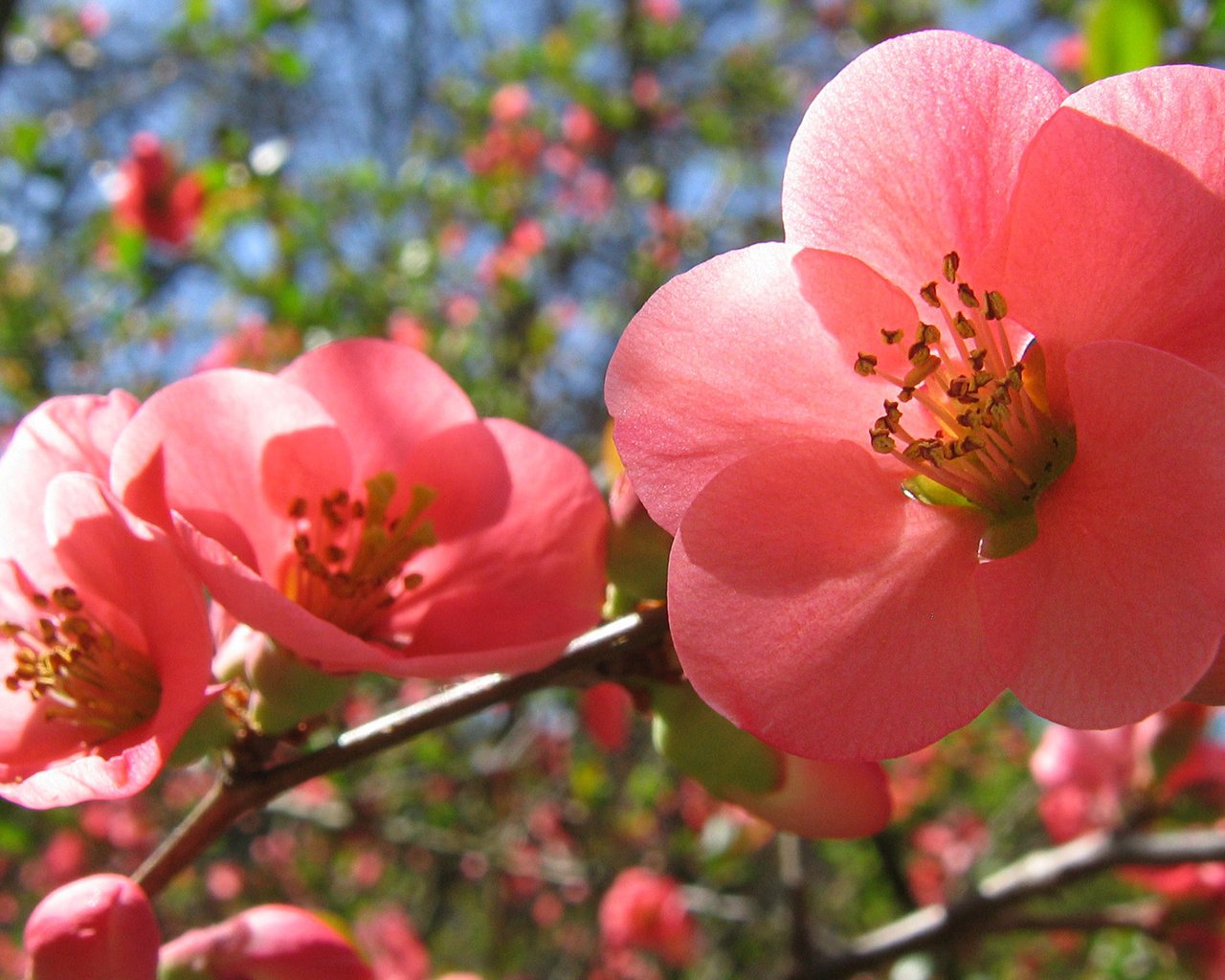 Обои цветение, весна, розовые цветы, flowering, spring, pink flowers разрешение 1920x1200 Загрузить