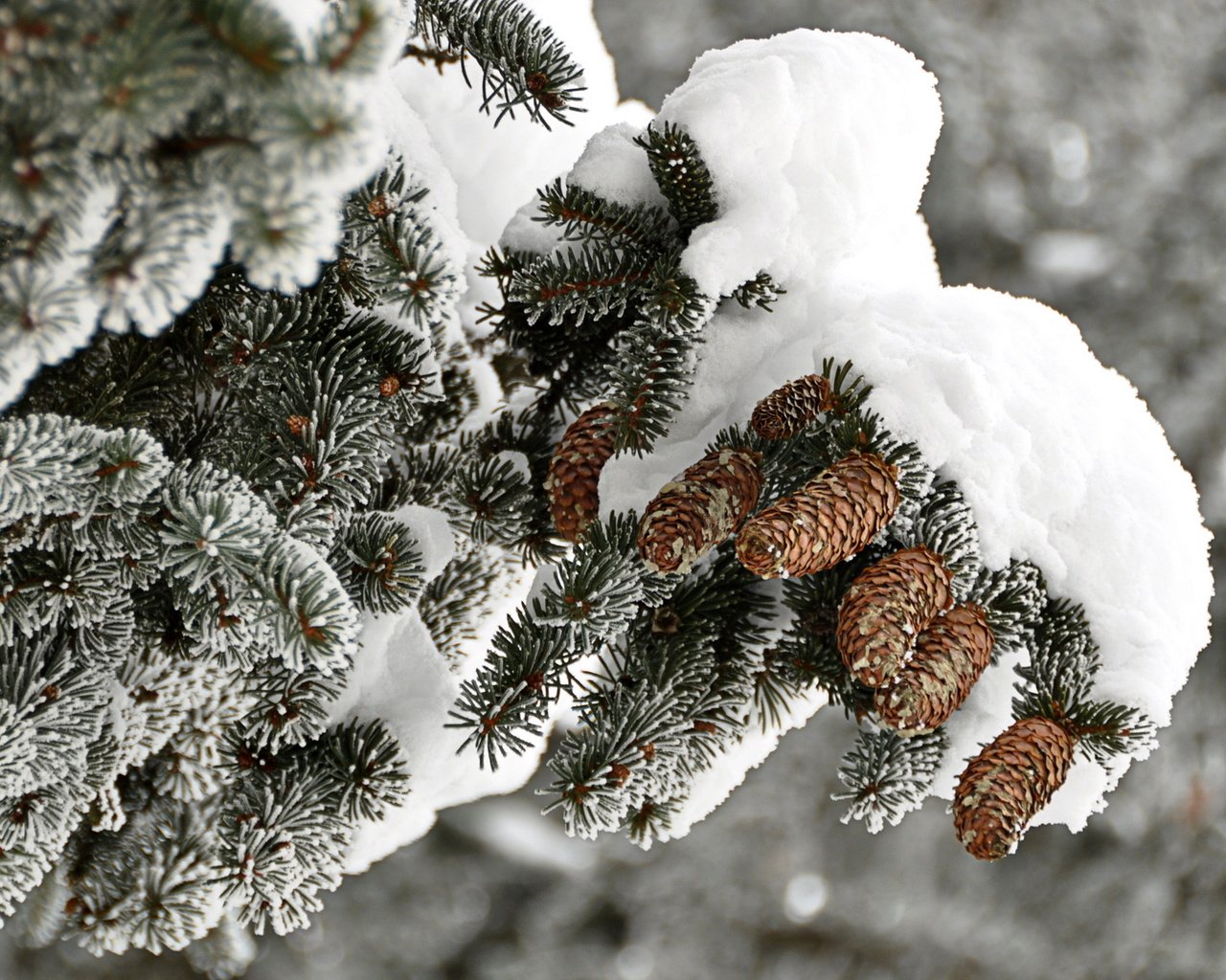 Обои ветка, снег, дерево, зима, иней, ель, шишки, branch, snow, tree, winter, frost, spruce, bumps разрешение 1920x1200 Загрузить