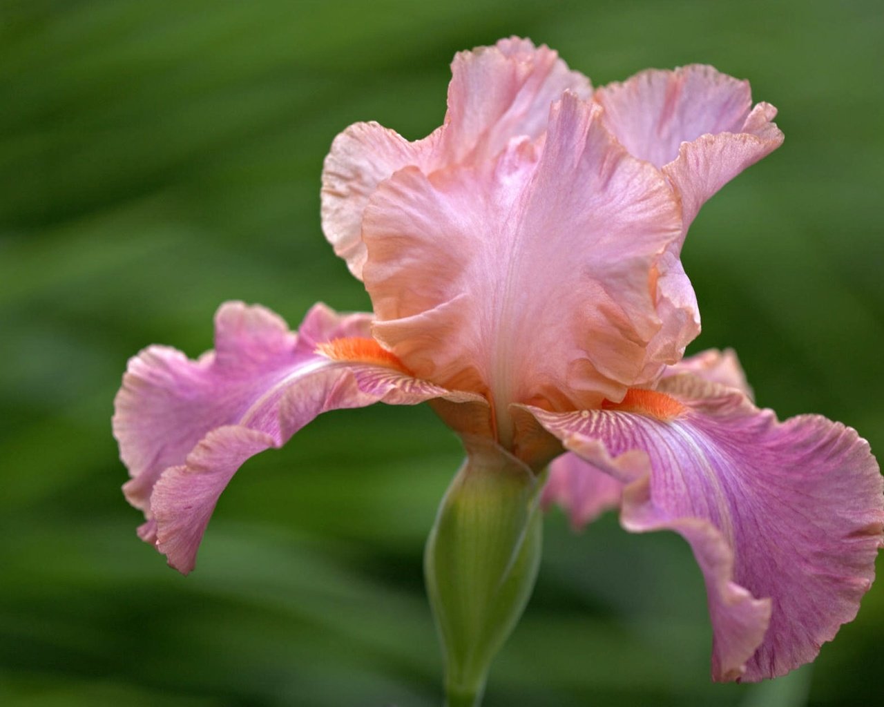 Обои цветок, лепестки, размытость, ирис, крупным планом, flower, petals, blur, iris, closeup разрешение 1920x1200 Загрузить