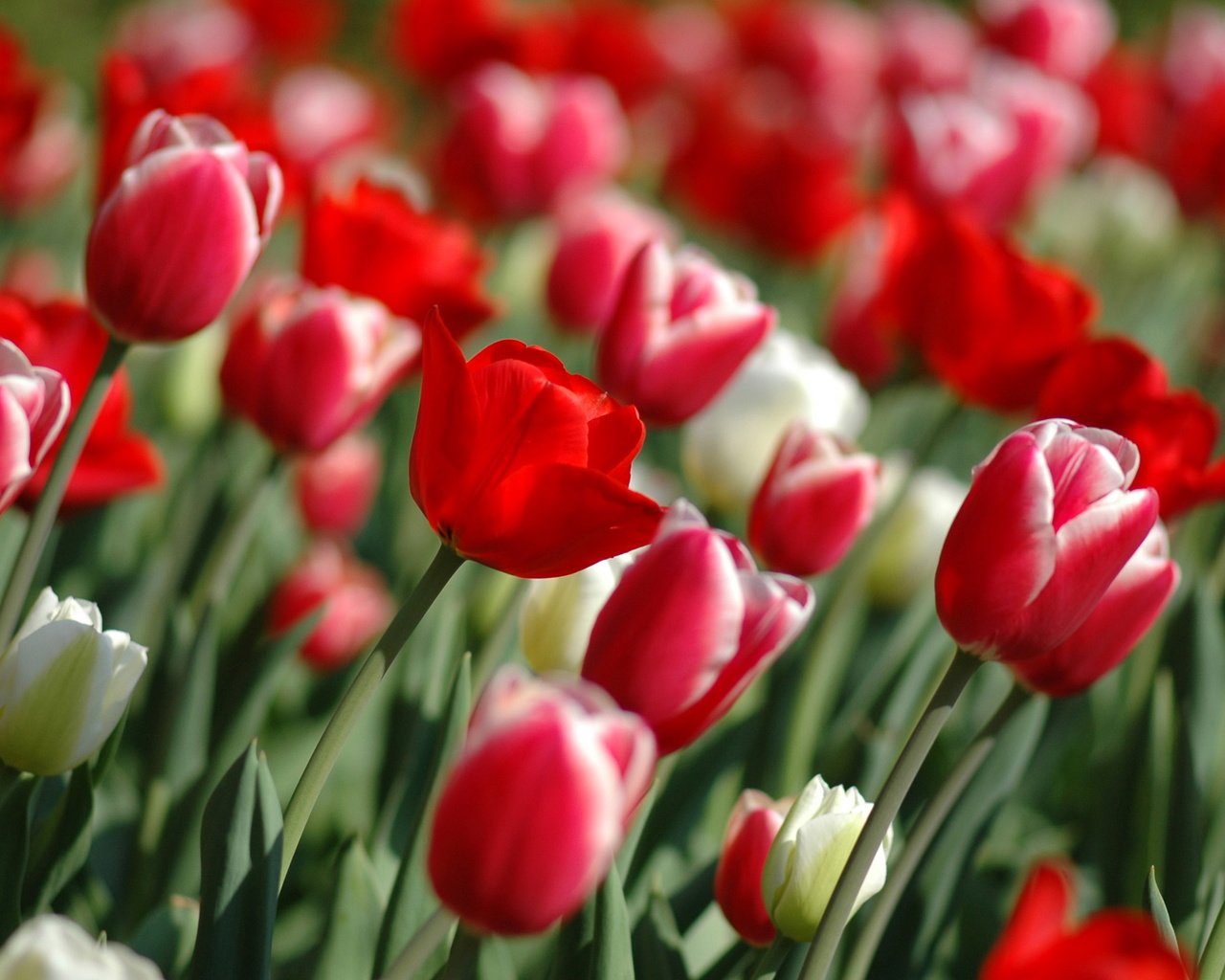 Обои цветы, весна, тюльпаны, flowers, spring, tulips разрешение 2560x1600 Загрузить