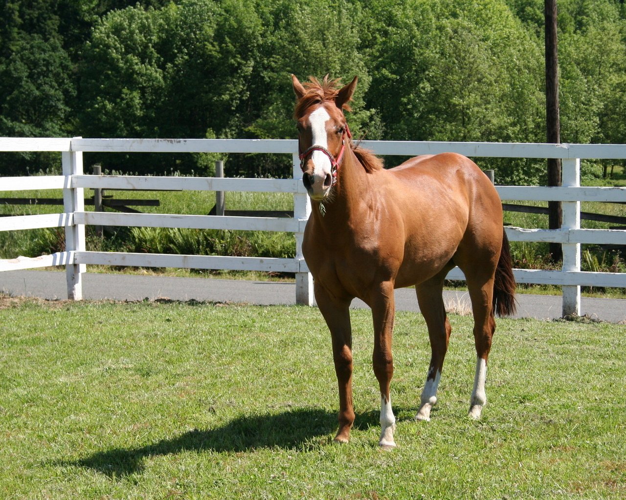 Обои лошадь, трава, ограждение, конь, загон, лошадь в загоне, horse, grass, the fence, corral, the horse in the paddock разрешение 1920x1280 Загрузить