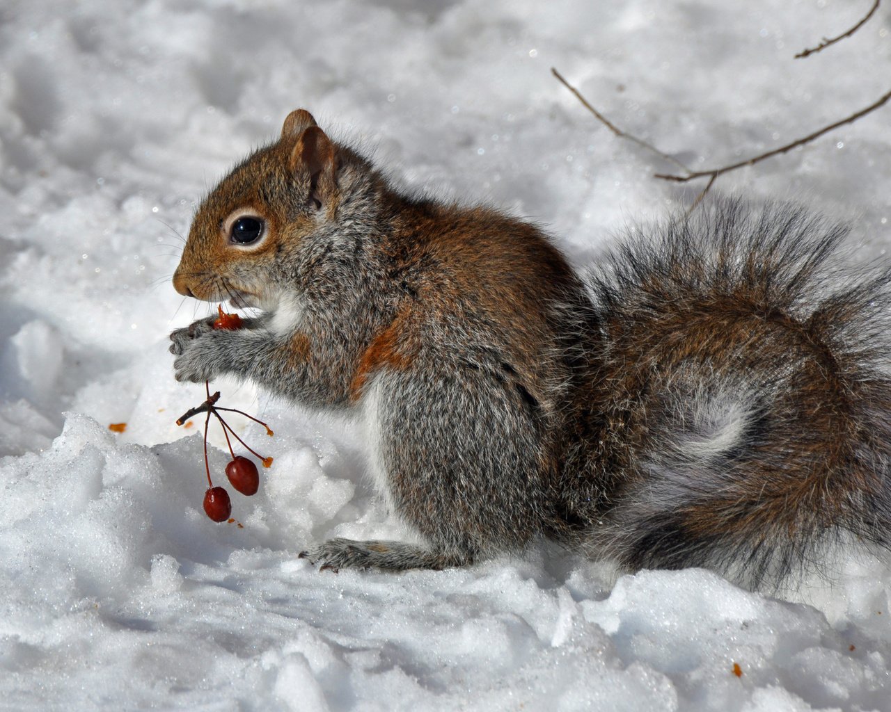 Обои снег, зима, ягоды, животное, белка, зверек, белочка, грызун, snow, winter, berries, animal, protein, squirrel, rodent разрешение 1920x1291 Загрузить