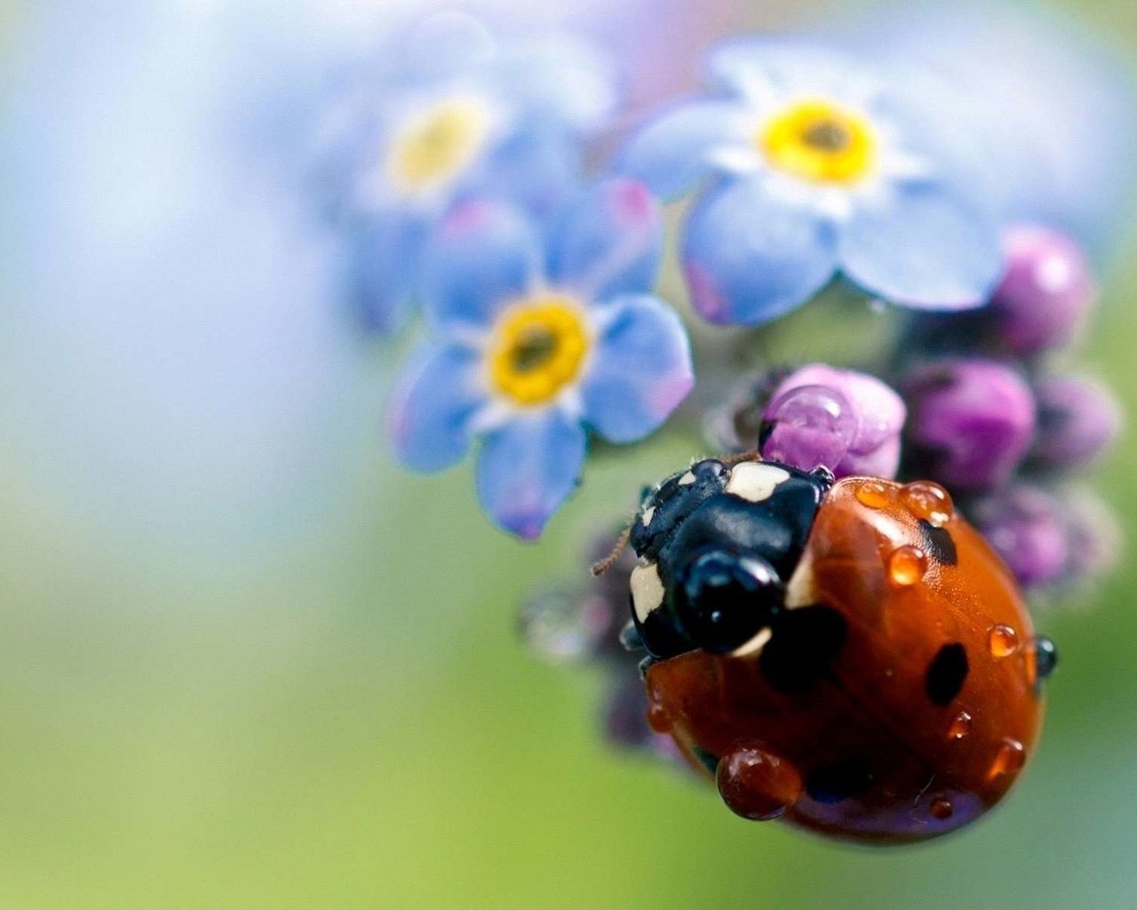 Обои жук, цветок, капли, насекомые, божья коровка, незабудка, beetle, flower, drops, insects, ladybug, forget-me-not разрешение 1920x1200 Загрузить