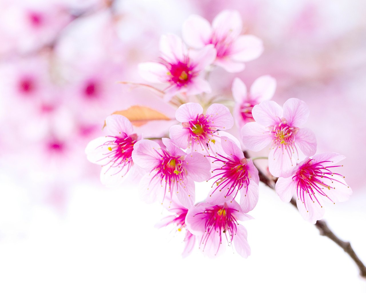 Обои ветка, цветение, весна, вишня, сакура, розовый цветок, branch, flowering, spring, cherry, sakura, pink flower разрешение 8130x5420 Загрузить