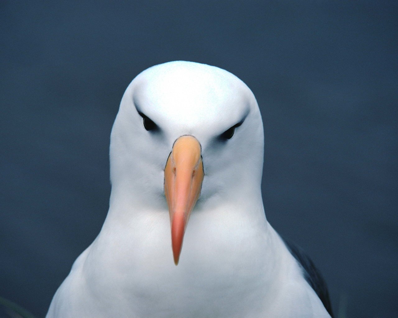 Обои фон, чайка, птица, клюв, голова, background, seagull, bird, beak, head разрешение 3072x2048 Загрузить