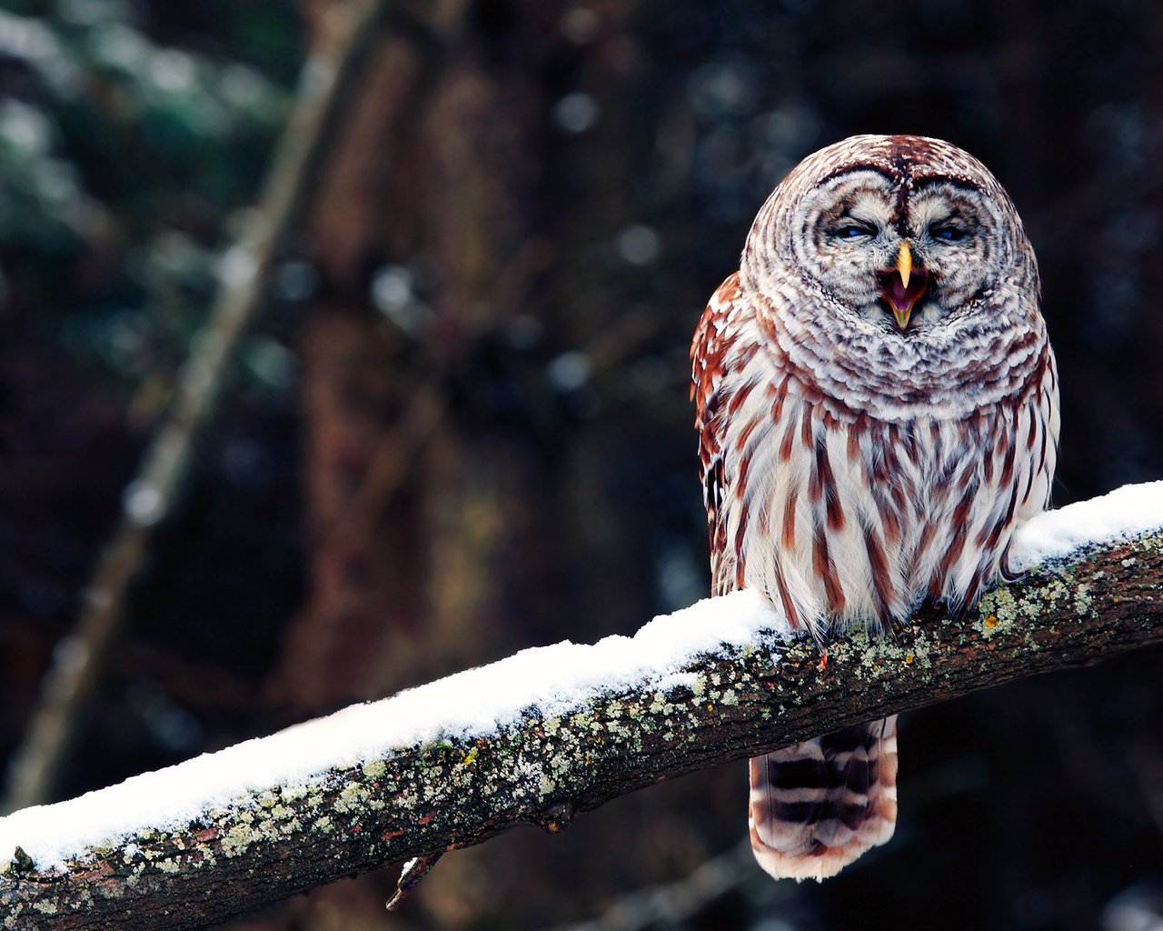 Обои сова, ветка, птица, клюв, зевает, филин, owl, branch, bird, beak, yawns разрешение 1920x1200 Загрузить