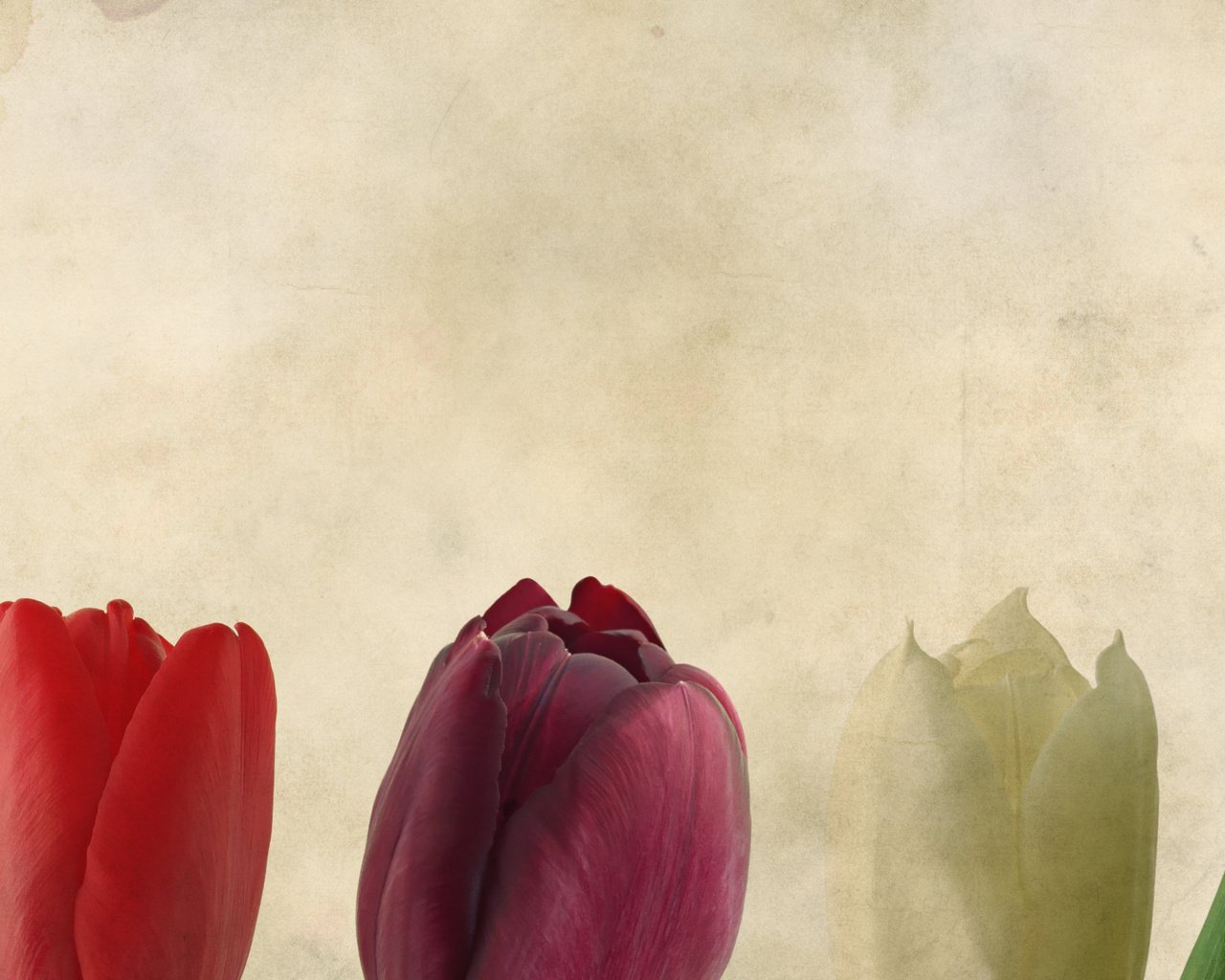 Обои фон, тюльпаны, background, tulips разрешение 3466x1342 Загрузить