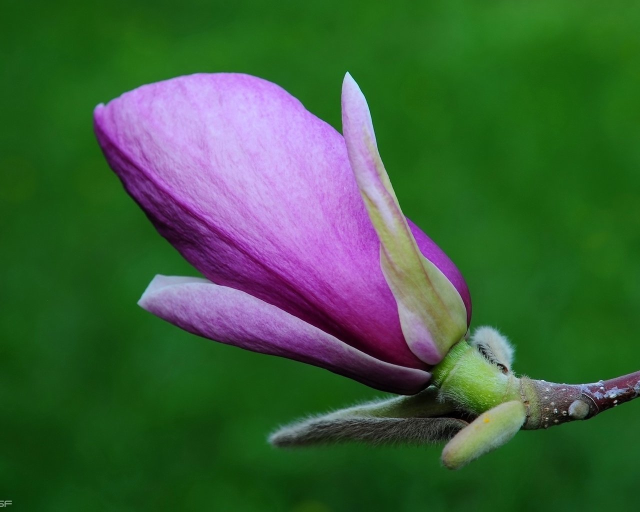 Обои cvety, priroda, magnoliya разрешение 1920x1200 Загрузить