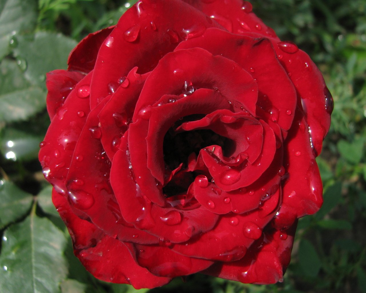 Обои роза, makro, kapli, roza, krasnaya, rose разрешение 3264x2040 Загрузить