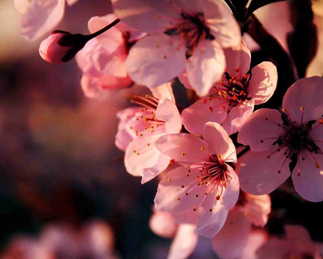 Обои цветы, vishnya, cvetenie, ветка, rozovye, vetka, цветение, весна, розовые, вишня, сакура, cvety, vesna, flowers, branch, flowering, spring, pink, cherry, sakura разрешение 1920x1200 Загрузить