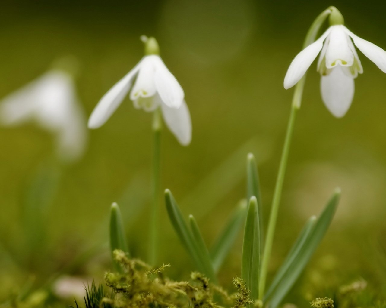 Обои белые, подснежники, cvety, leto, priroda, white, snowdrops разрешение 2560x1600 Загрузить