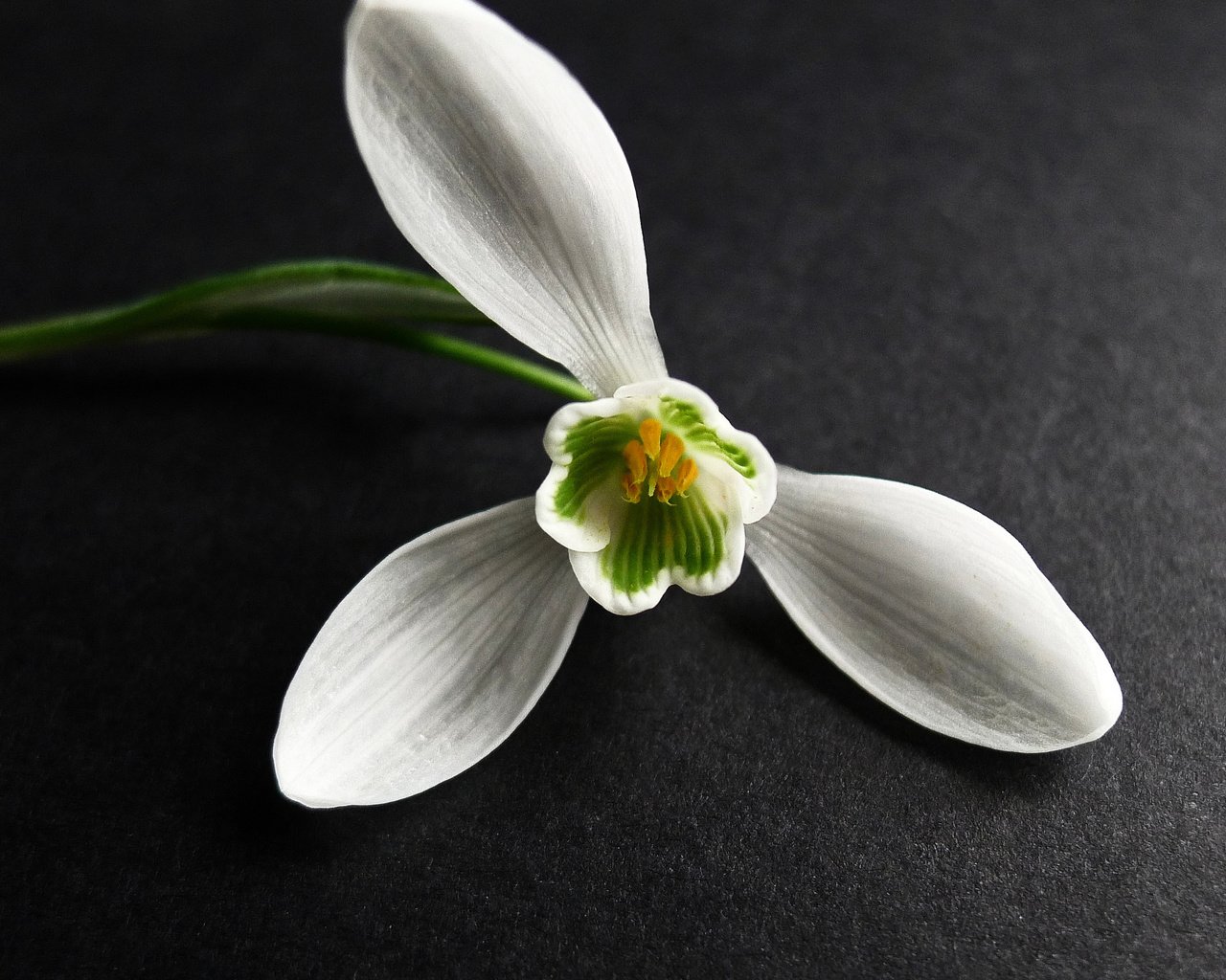 Обои макро, цветок, белый, черный фон, подснежник, macro, flower, white, black background, snowdrop разрешение 2048x2048 Загрузить