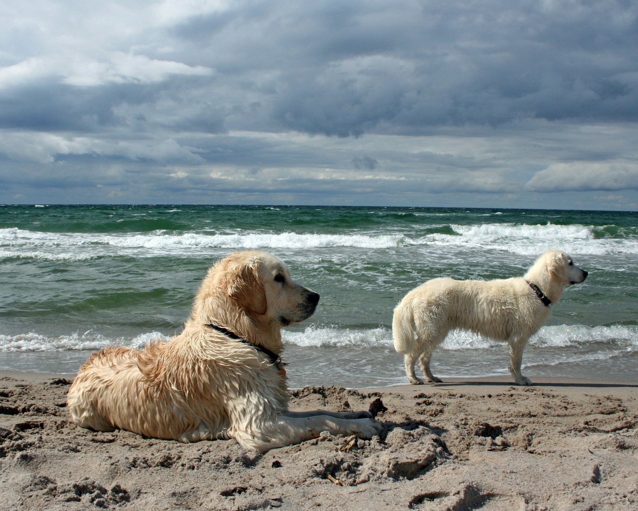 Обои море, песок, пляж, собаки, золотистые ретриверы, sea, sand, beach, dogs, golden retrievers разрешение 2560x1600 Загрузить