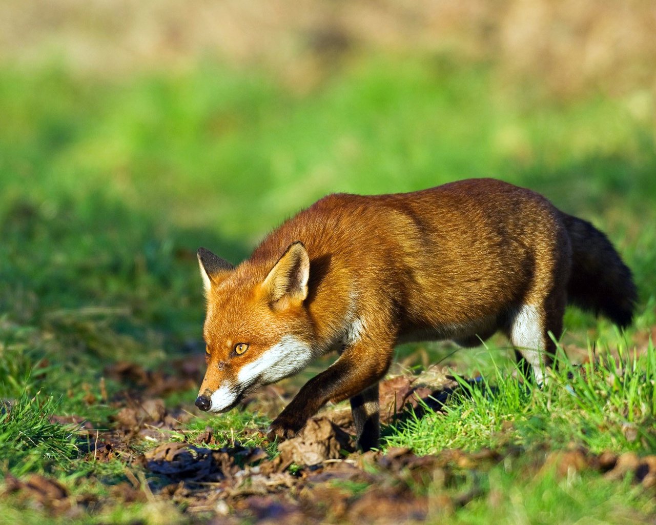 Обои трава, рыжая, лиса, лисица, охота, grass, red, fox, hunting разрешение 1920x1134 Загрузить