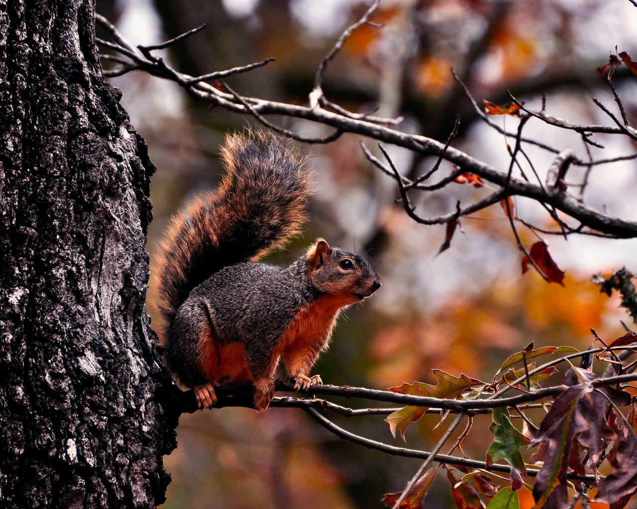 Обои дерево, лес, животные, ветки, листва, осень, белка, tree, forest, animals, branches, foliage, autumn, protein разрешение 1920x1280 Загрузить