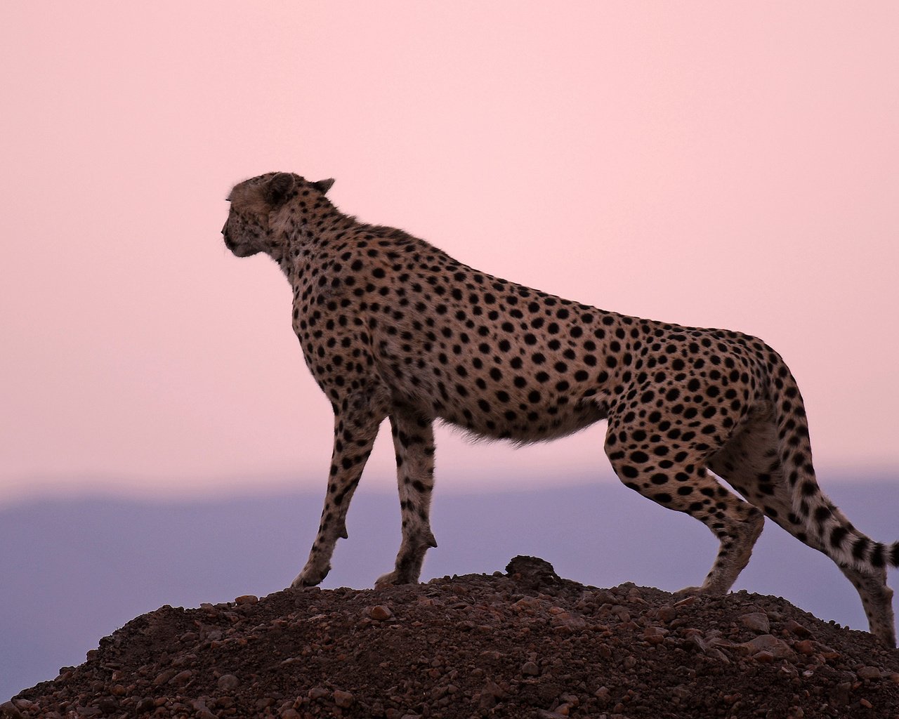 Обои фон, скала, хищник, большая кошка, гепард, наблюдение, background, rock, predator, big cat, cheetah, observation разрешение 1920x1200 Загрузить