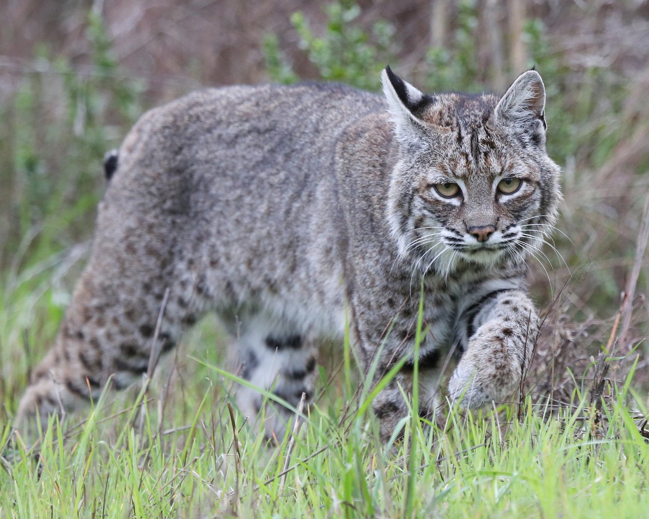 Обои трава, рысь, животные, хищник, дикая кошка, grass, lynx, animals, predator, wild cat разрешение 2048x1365 Загрузить