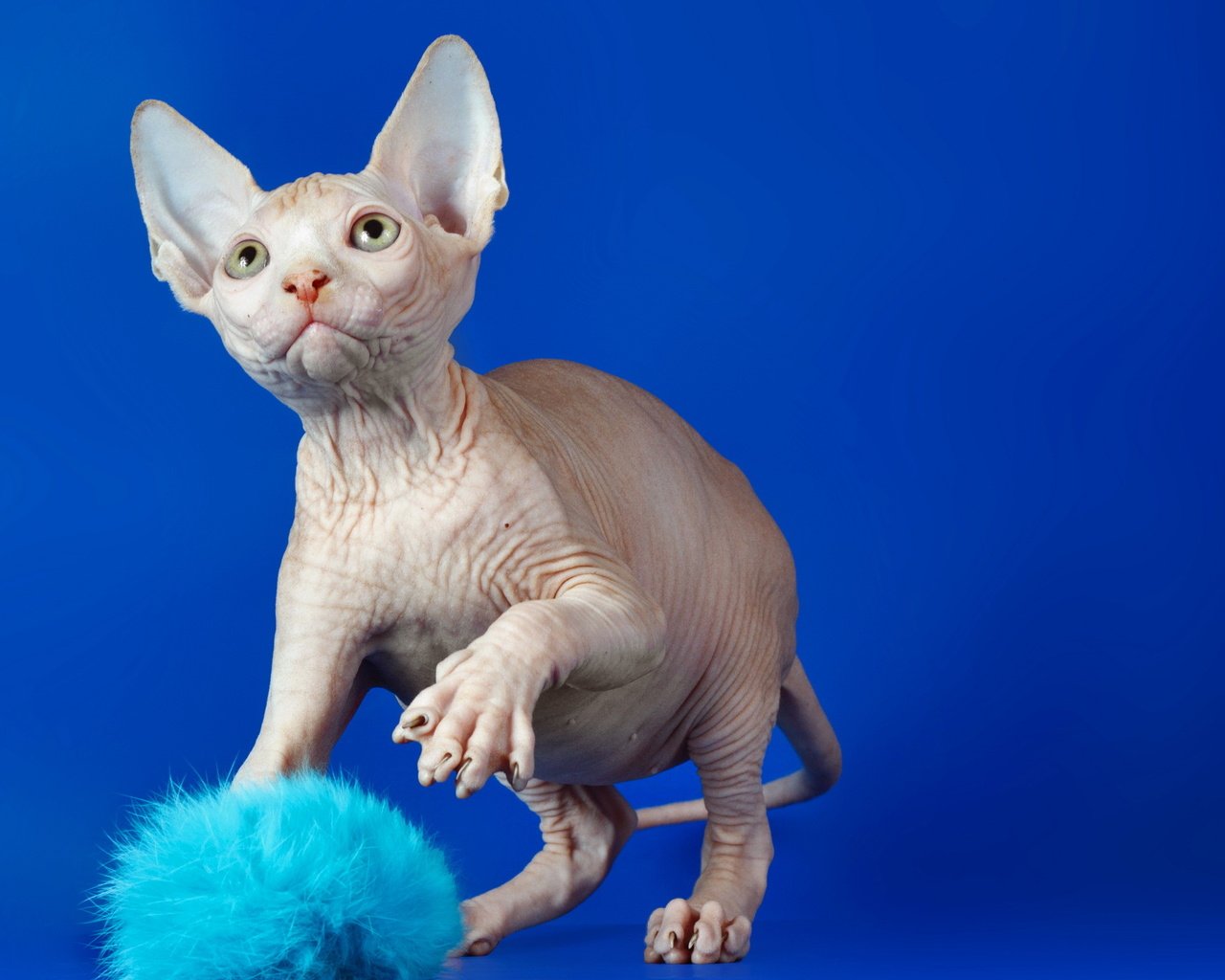 Обои кот, кошка, взгляд, синий фон, сфинкс, cat, look, blue background, sphinx разрешение 2560x1600 Загрузить