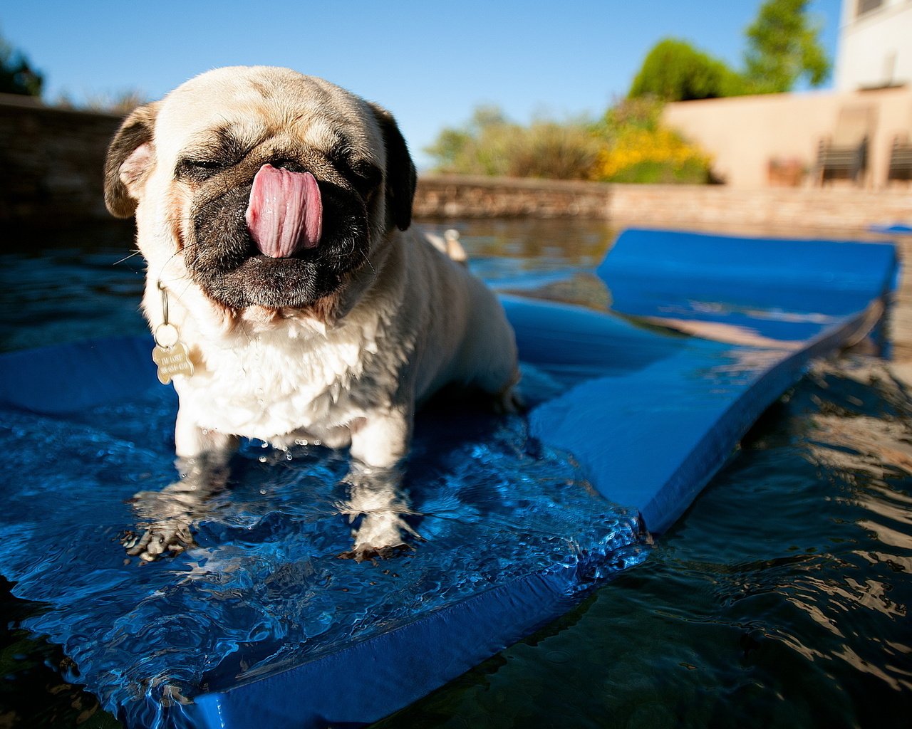 Обои вода, собака, бассейн, язык, мопс, коврик, water, dog, pool, language, pug, mat разрешение 2560x1600 Загрузить