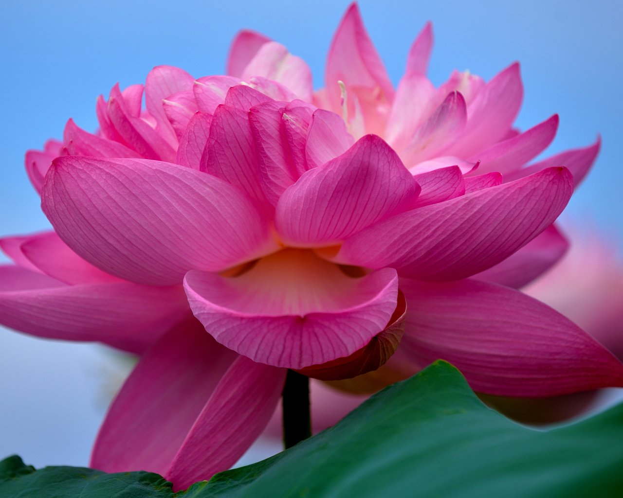 Обои макро, цветок, лотос, розовый лотос, macro, flower, lotus, pink lotus разрешение 2880x1800 Загрузить