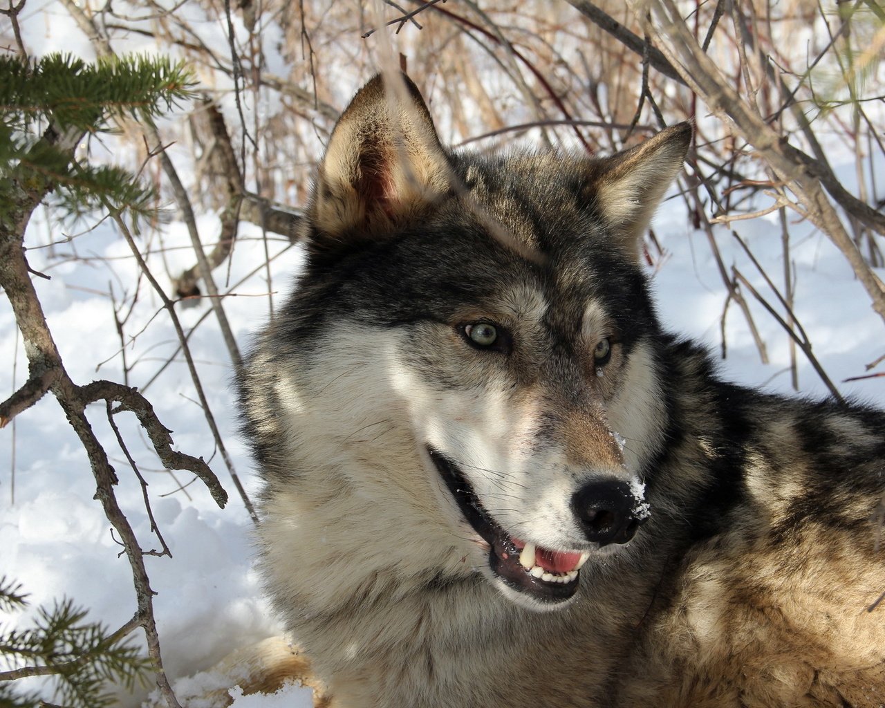 Обои снег, лес, зима, хищник, волк, snow, forest, winter, predator, wolf разрешение 1920x1200 Загрузить
